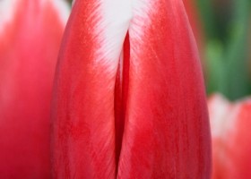 Tulipa Balance (3)